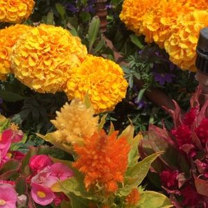 Meet your Posher, Tamara